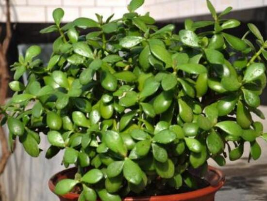 玉樹(shù)如何施肥，做到薄肥勤施原則(春夏秋冬)