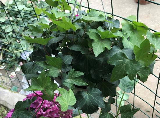 常春藤有什么風(fēng)水作用，常春藤的功效與作用