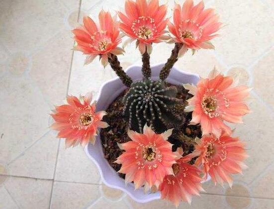 哪種仙人球開(kāi)花最漂亮，令箭荷花欣賞價(jià)值最高