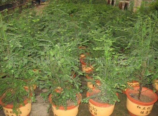 紅豆杉盆景冬天怎么養(yǎng)，教你五個好方法安然過冬