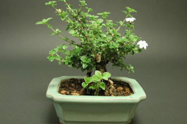 六月雪適合室內(nèi)養(yǎng)殖嗎，做好通風(fēng)可以養(yǎng)在室內(nèi)