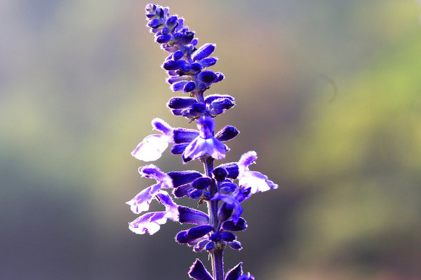 薰衣草的花語是什么，等待愛情/幸福長久等