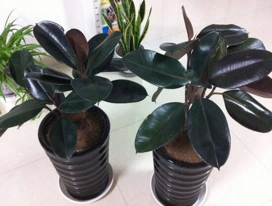 橡皮樹有幾個(gè)品種，橡皮樹品種圖片大全