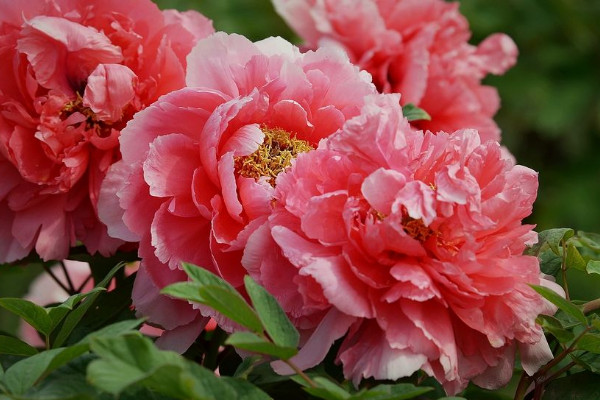 牡丹花的養(yǎng)護(hù)方法