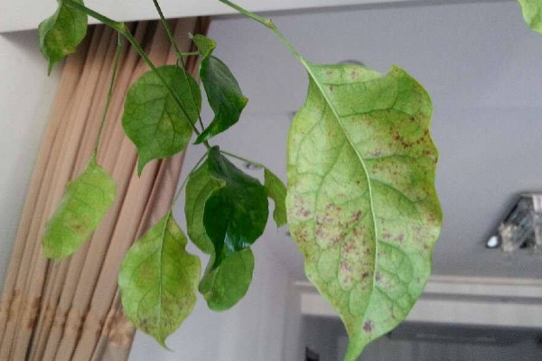 幸福樹上有白色絮狀物怎么辦，修剪后噴灑藥劑