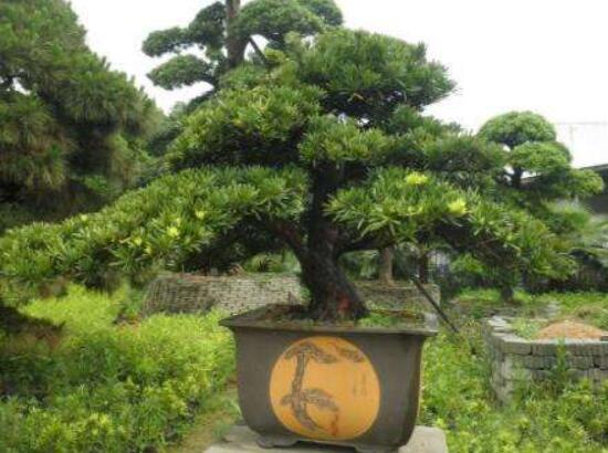 羅漢松能種大門兩邊嗎，可以/趨吉避兇、辟邪化煞