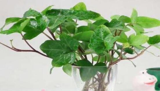 常春藤水培怎么生根快，教你六大方法快速生根