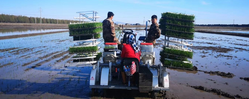 水稻插秧機工作原理