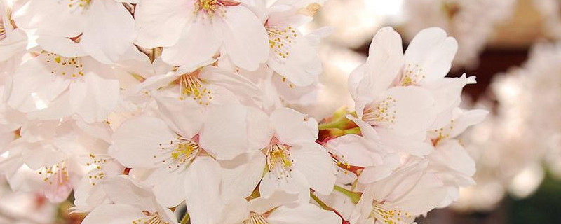 櫻花幾月開(kāi)得最旺盛