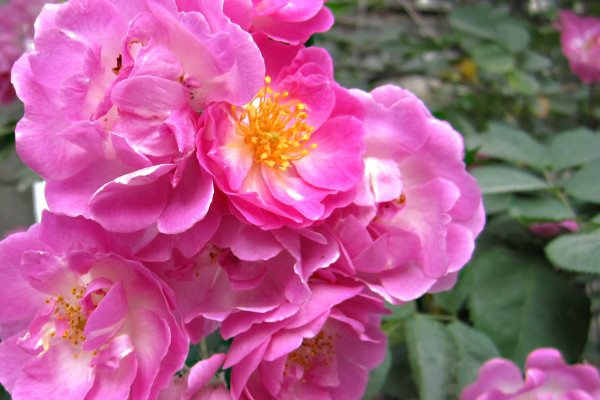 薔薇花能長(zhǎng)多高