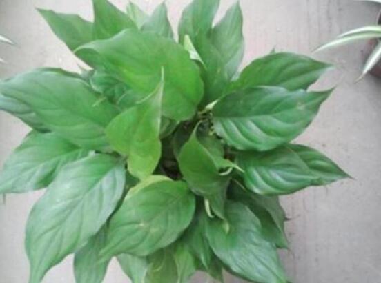 萬年青開花代表什么，富貴吉祥,健康長壽