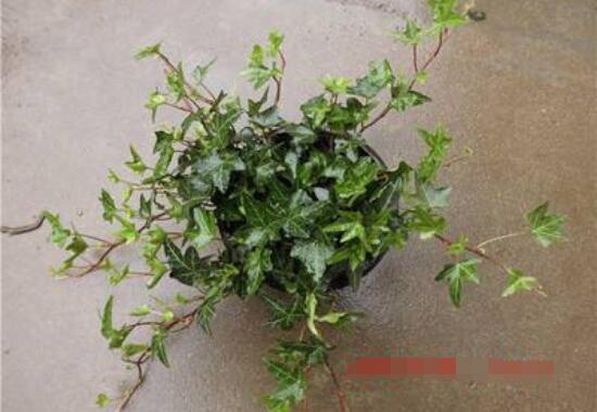 常青藤除甲醛嗎，每平方米可吸收甲醛1.48毫克