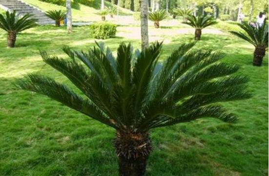 鐵樹(shù)爛根怎么辦，鐵樹(shù)爛根解決辦法