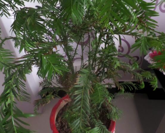 紅豆杉放家哪個位置好，教你六種最佳擺放地點(招財生旺)