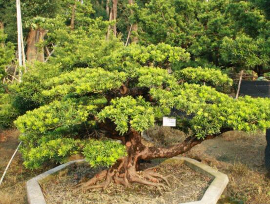 羅漢松盆景施肥，做好以有機液肥、稀薄的餅肥水為主