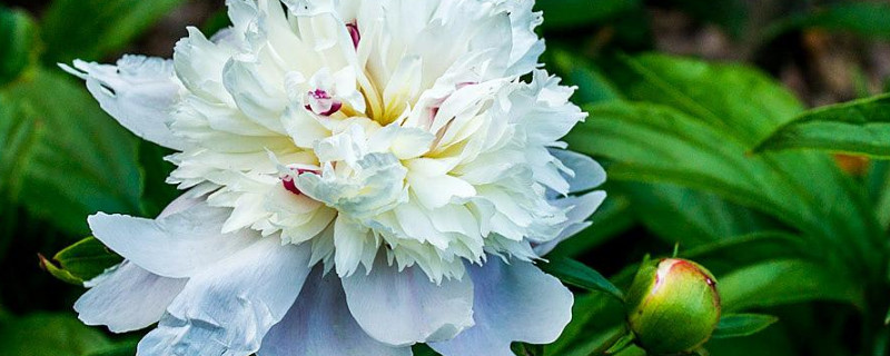 芍藥什么時(shí)候換盆土好