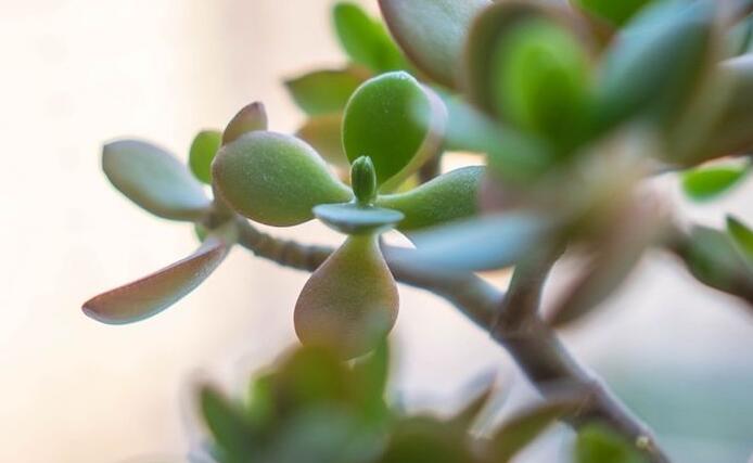 燕子掌生蟲了怎么辦，4種不同的病蟲害治療方法