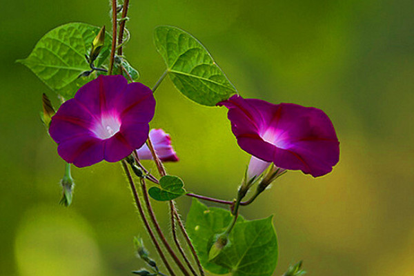 怎樣讓牽?；ńY(jié)籽