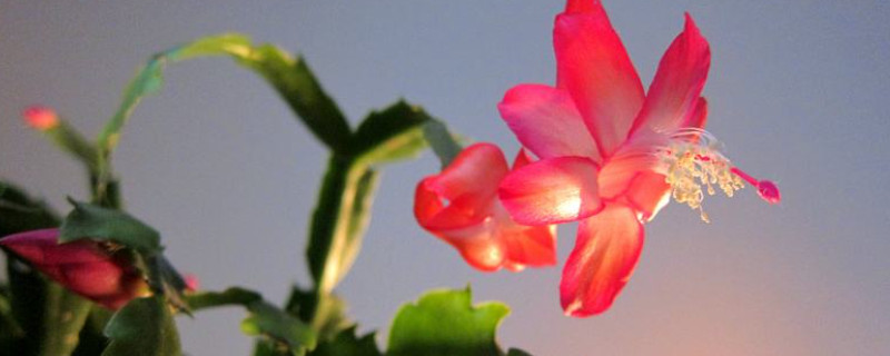 葉仙嫁接蟹爪蘭的養(yǎng)殖方法和注意事項(xiàng)