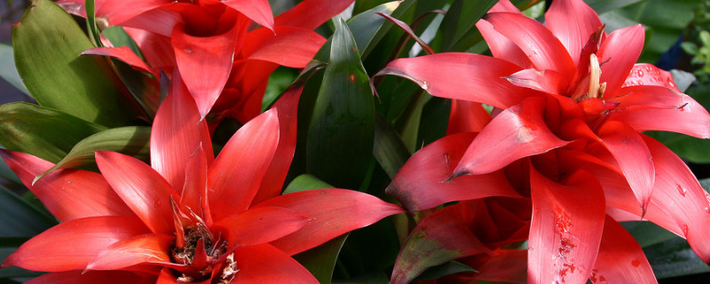 鴻運當頭怎么養(yǎng)才開花