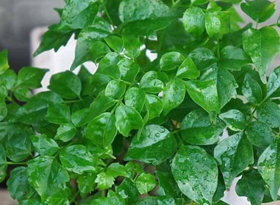 幸福樹開花什么預(yù)兆、寓意著家庭和睦，幸?？鞓?吉兆)