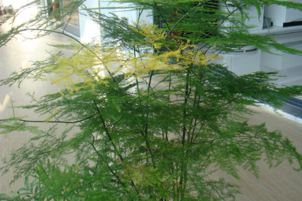 文竹怎么養(yǎng)才能瘋長，修剪枝葉非常重要