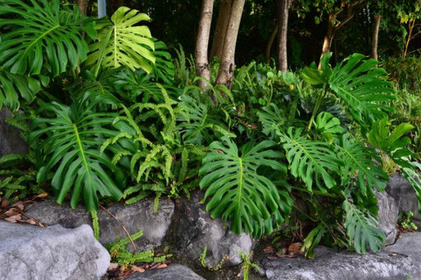 龜背竹葉子邊緣發(fā)黃怎么辦，控制溫度并做好遮陰措施