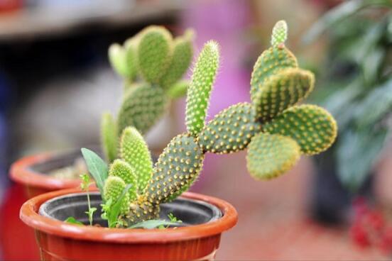 仙人掌怎么養(yǎng)可以又粗又壯，做到四個(gè)要點(diǎn)高枕無憂(健壯)