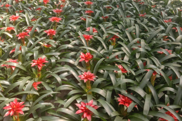 鴻運(yùn)當(dāng)頭怎么插遷