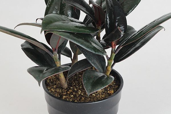 盆栽橡皮樹(shù)開(kāi)花嗎