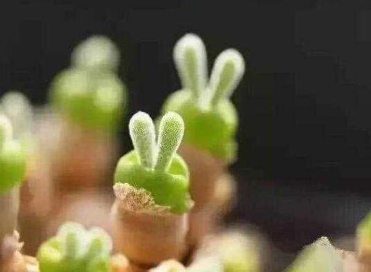 碧光環(huán)用什么樣的土，最好配制適合植物生長的透氣土壤