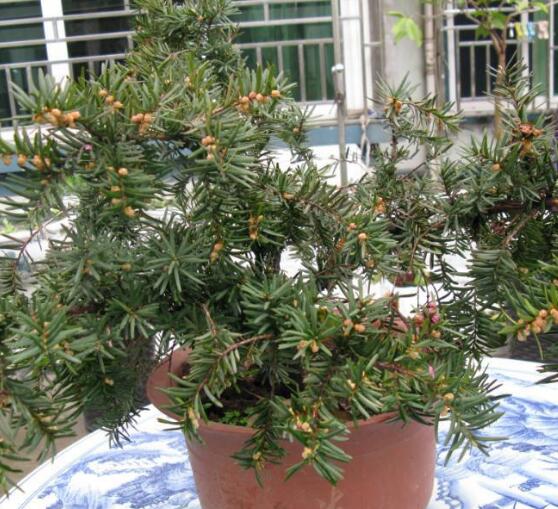 紅豆杉怎么養(yǎng)殖，紅豆杉養(yǎng)殖方法