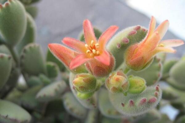 熊童子開花的寓意，生機(jī)勃勃與活力四射