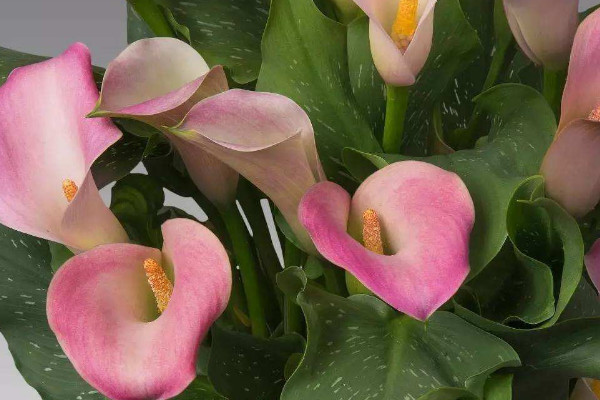 彩色馬蹄蓮的養(yǎng)殖方法和注意事項