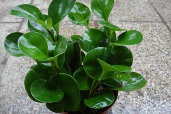 碧玉花開花嗎，每年開花兩次