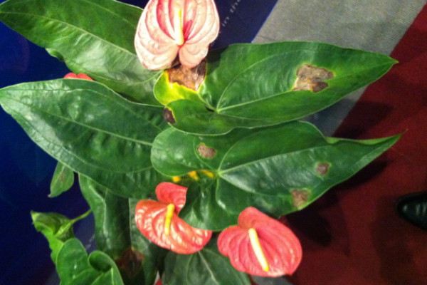 紅掌葉尖發(fā)黃怎么補救