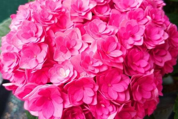 太陽(yáng)神殿繡球如何養(yǎng)