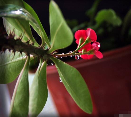 虎刺梅冬天養(yǎng)殖的禁忌，做好四個(gè)要點(diǎn)便可安然過(guò)冬