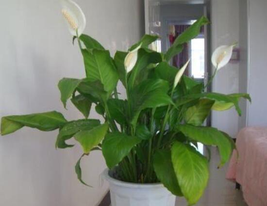 一帆風(fēng)順澆什么水好，澆淘米水、池塘水使枝葉青翠碧綠