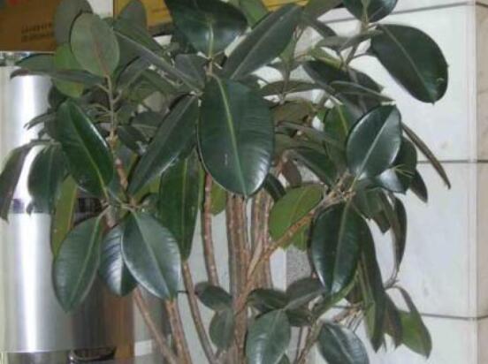 橡皮樹葉子下垂怎么辦，四種原因以及解決辦法