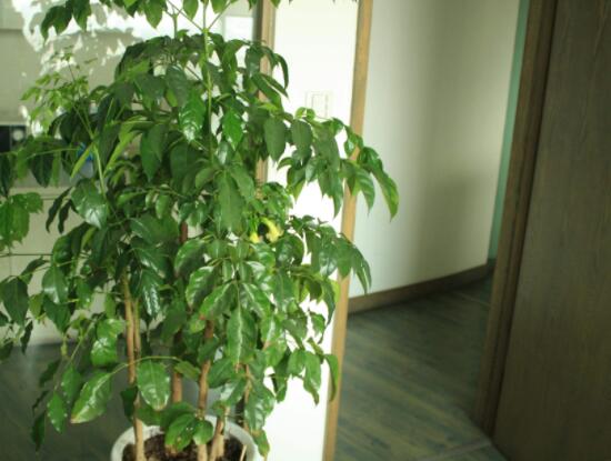 幸福樹開花什么預(yù)兆、寓意著家庭和睦，幸?？鞓?吉兆)