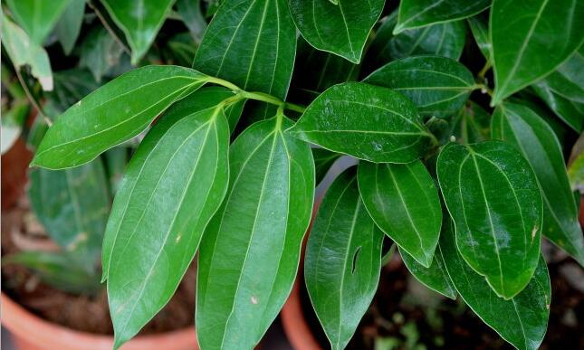 平安樹葉子發(fā)黑的原因，病蟲害等三種原因造成