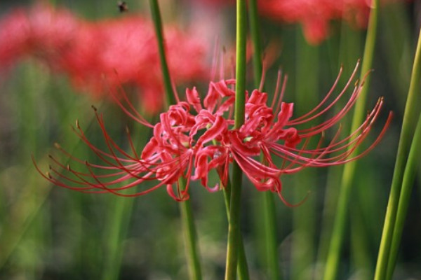 彼岸花養(yǎng)在東北能活嗎