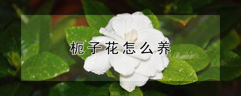 枙子花怎么養(yǎng)