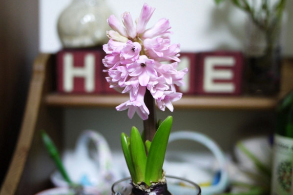 風(fēng)信子的花語是什么