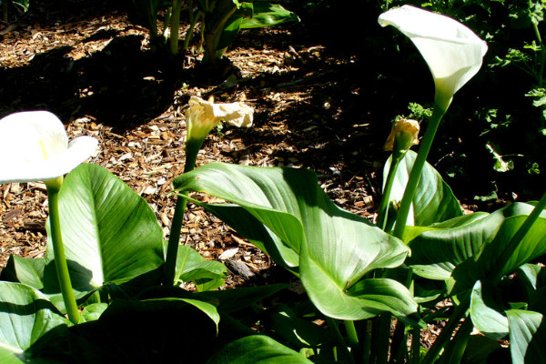 水培馬蹄蓮的養(yǎng)殖方法和注意事項(xiàng)