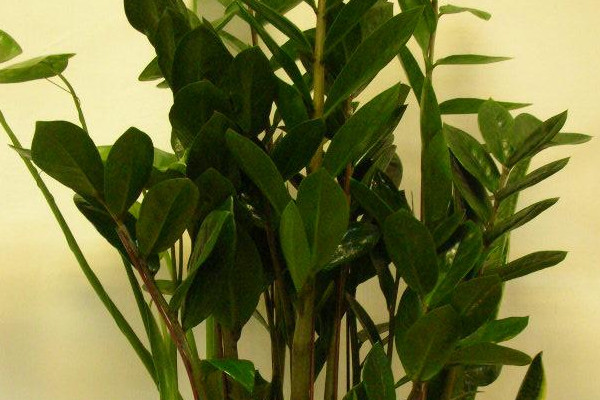 金錢(qián)樹(shù)怎樣過(guò)冬的妙招