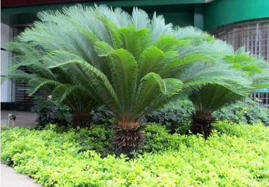 鐵樹開花是吉還是兇，預(yù)示生活美滿、大吉大利(吉兆)