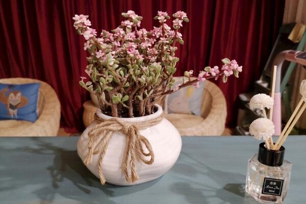 雅樂(lè)之舞夏天怎么澆水，保持土壤偏干燥