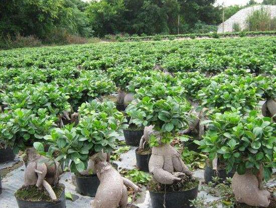 榕樹的功效與作用，榕樹八大功效與作用